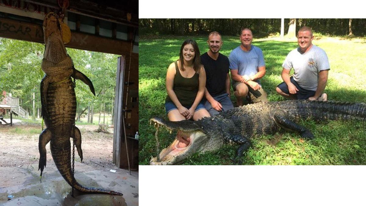 Family catches gator between 300 and 500 pounds in the Chattahoochee River (Source: Joel Harper)