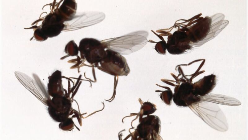 Natural Oils for Gnat Repellents