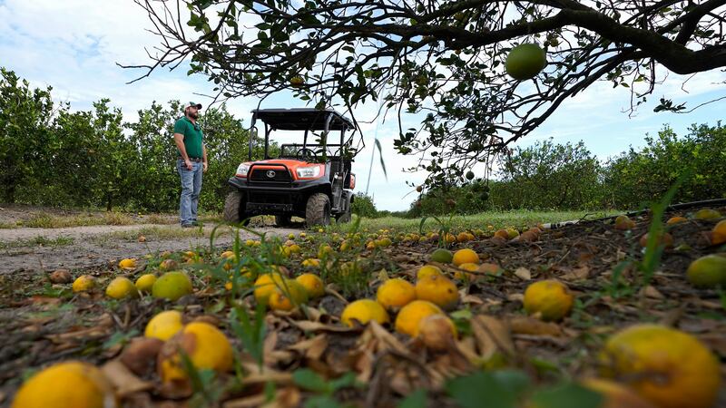 FILE - Fifth-generation farmer Roy Petteway looks at the damage to his citrus grove from the...