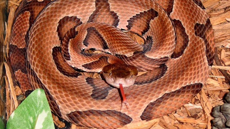 Copperhead snake (CDC)
