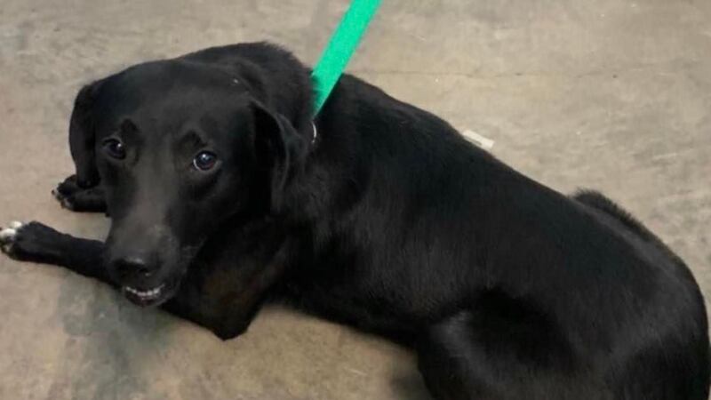 Ozark Animal Shelter is looking for a home for several of their furry friends.