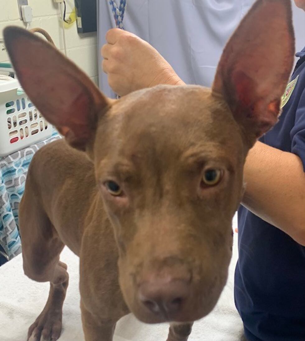Amy, 1 year old, chocolate lab mix