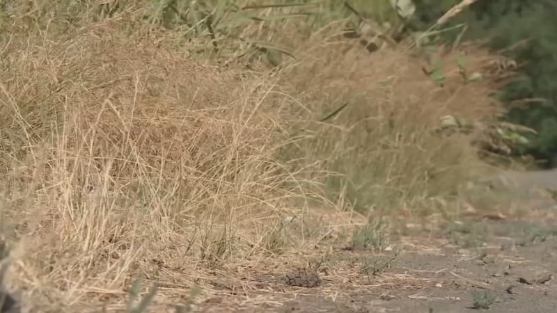 Plants dried out by drought are more susceptible to catching and spreading fire.