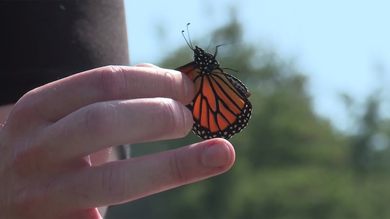 Scientists are concerned about the number of migrating monarch butterflies.