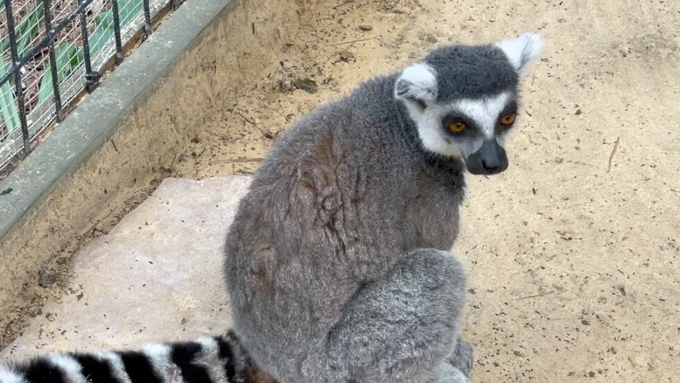 Wild Adventures welcomes baby lemur.