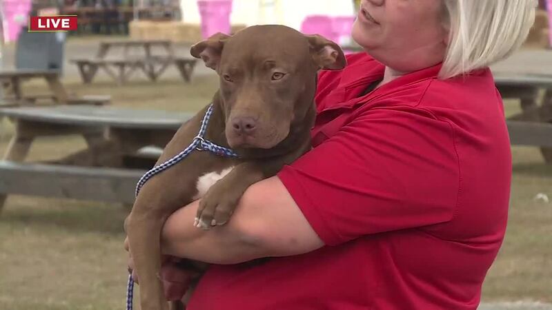 Pet of the Week: Adorable Amy
