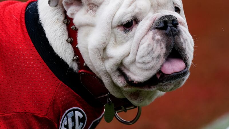 Georgia mascot Uga is shown during an NCAA college football game against Samford on Saturday,...