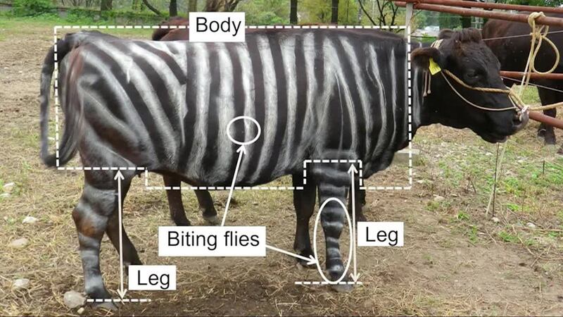 The black-and-white cows suffered nearly 50% fewer bites, researchers found. (Source: Kojima...