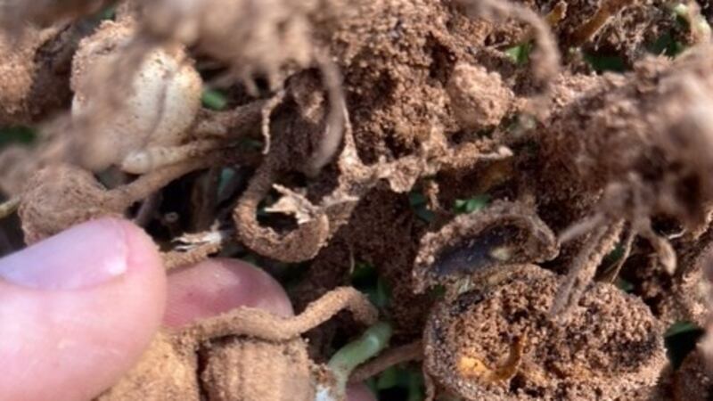 Many row crop farmers such as those who produce cotton and peanuts are reporting quality...