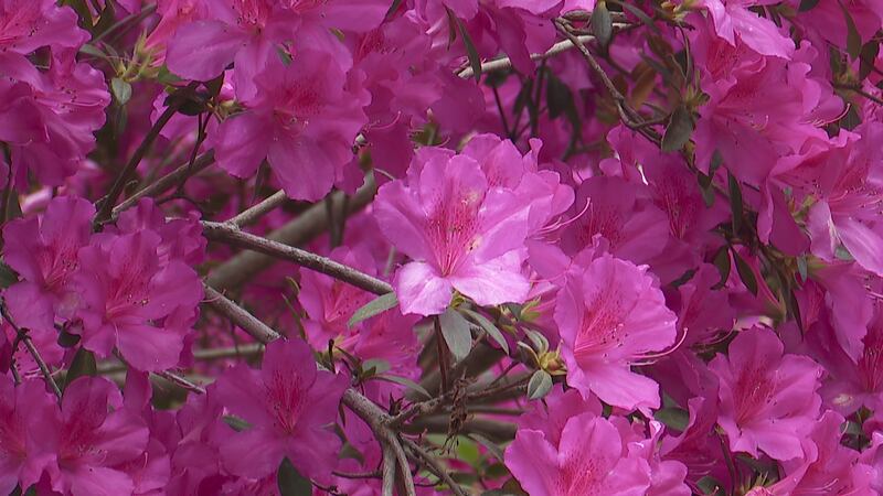 Azalea Dogwood Festival planned for Mar. 19.