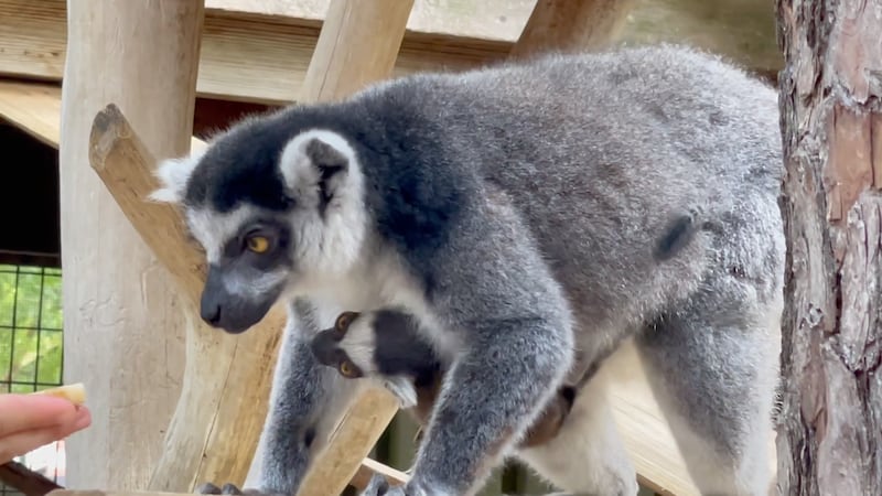 Wild Adventures welcomes baby lemur.