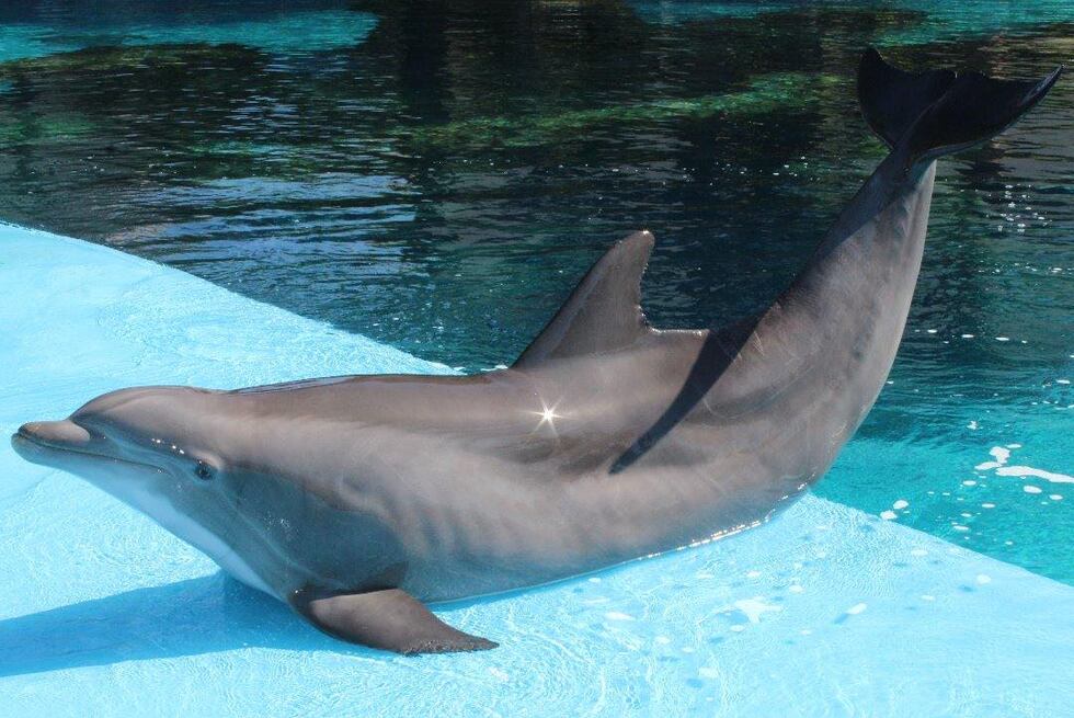 Veterinary and animal care teams were treating and closely monitoring Maverick’s lung...