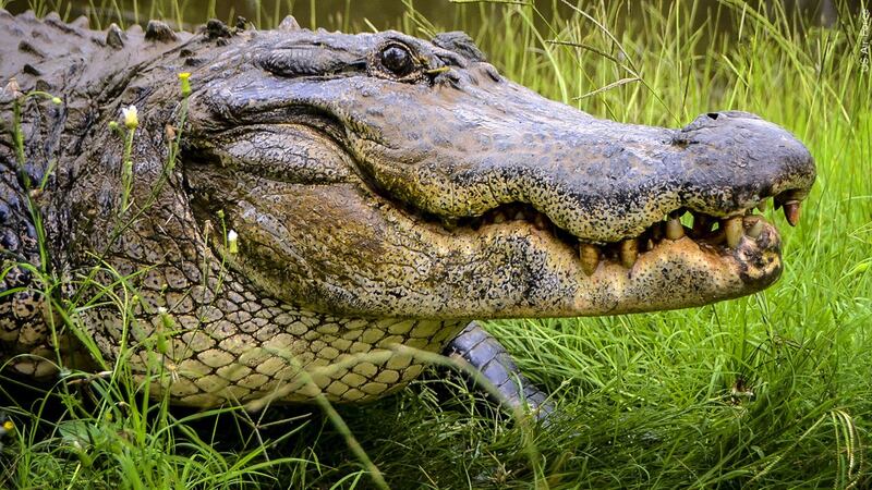 The extent of the 77-year-old victim’s injuries from the alligator attack is still unknown,...