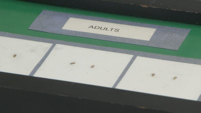 A local lice treatment center says they're seeing kids from school all over with lice.