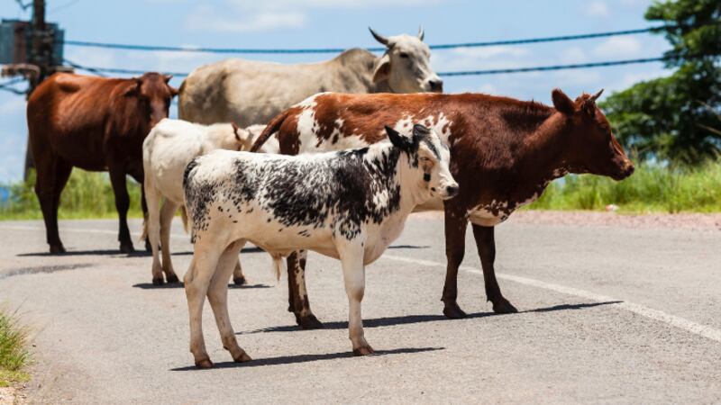Oklahoma authorities say a man was sent to the hospital after his vehicle collided with...