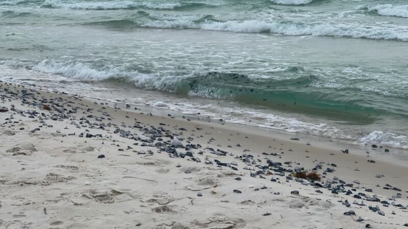 Officials in South Walton say they're dealing with thousands of Portuguese Man O' Wars on the...