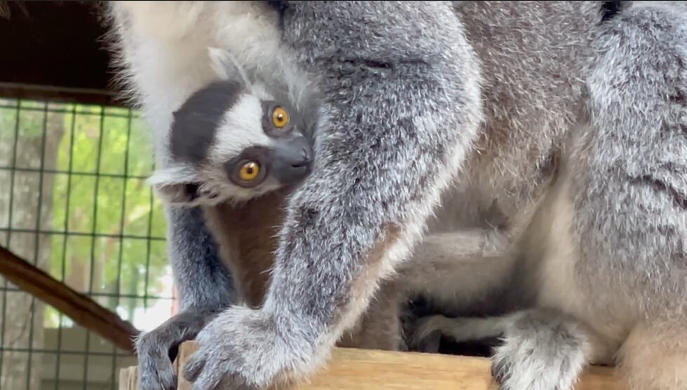 Wild Adventures welcomes baby lemur.