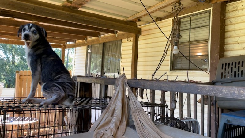 Alaqua Animal Refuge recently responded to an animal neglect case in Dale County, Alabama with...